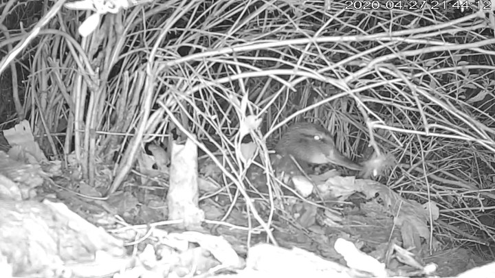 SnapShot-20200427_214356